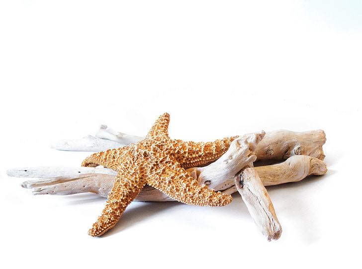 photo of brown starfish on beige driftwood