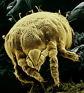 micro photography of brown micro fauna