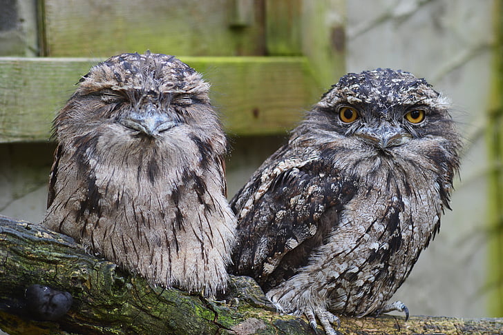 two white-and-black owl perching on brown surface