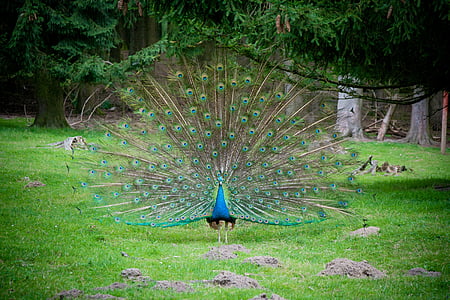 blue and green peacock walking on grass during daytime