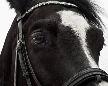 closeup photo of black horse with black briddle
