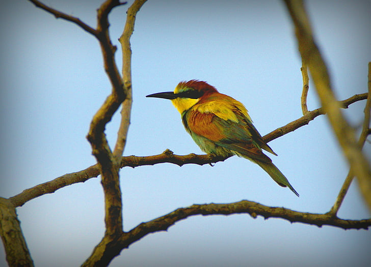 European bee eater perched on tree during daytime