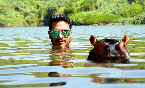 man wearing green aviator-style sunglasses soaked in lake near brown hippopotamus at daytime