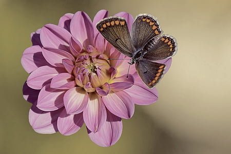 brown butterfly on purple dahlia flower