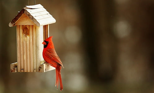 red Cardinal bird perched on brown wooden hanging birdhouse