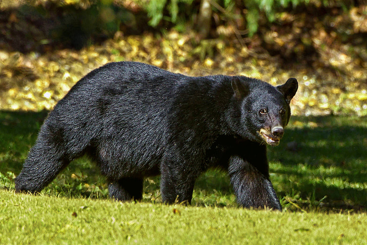 black bear at the field during day