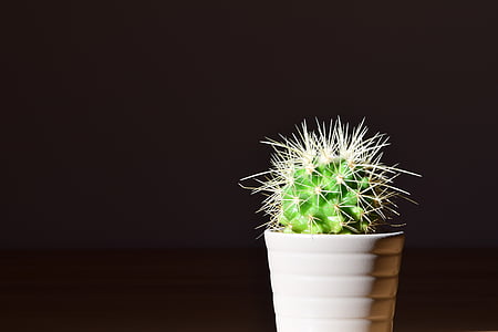 green cactus in white vase