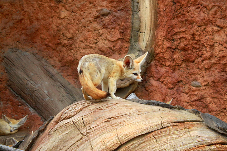 white and brown fox on brown surface