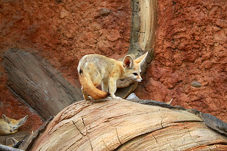 white and brown fox on brown surface
