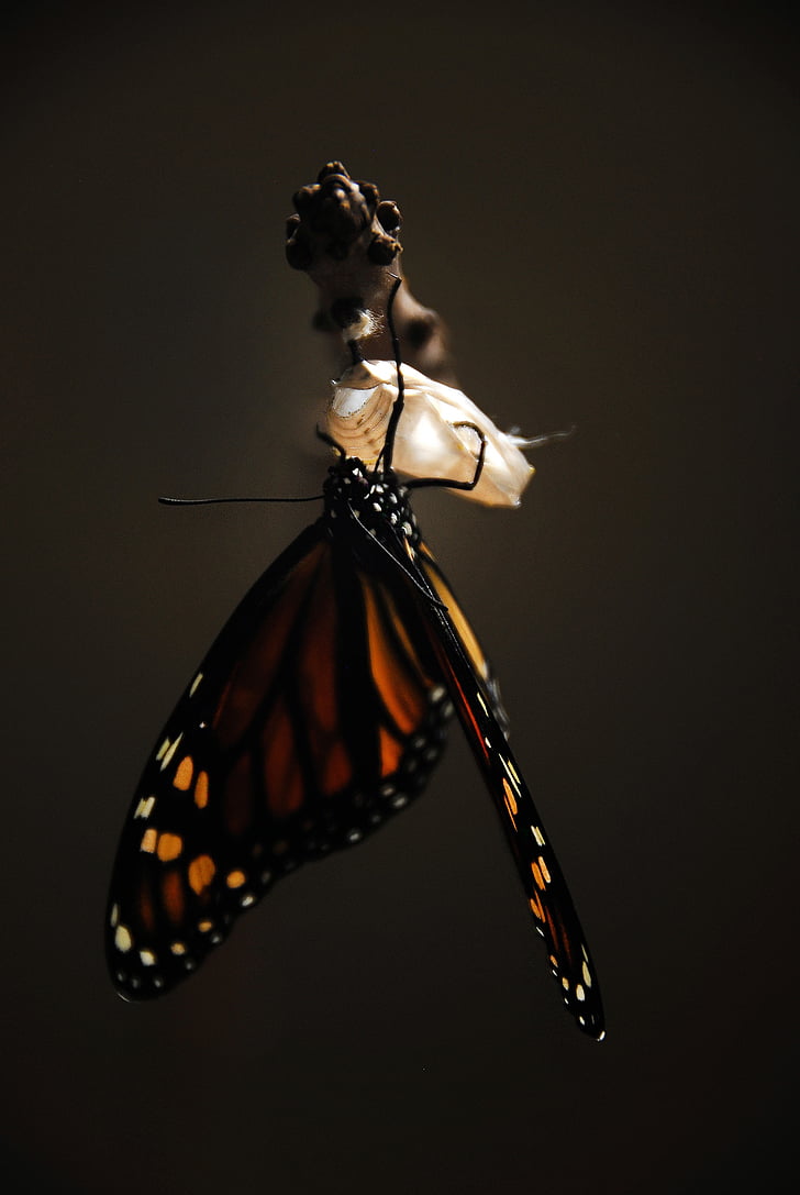 monarch butterfly on tree branch