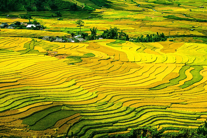 aerial photography of green rice field during daytime