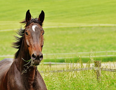 brown horse near green grass