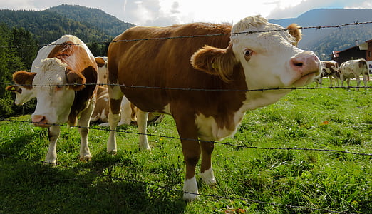 wildlife photography of white and brow cow near fence