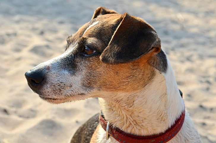 adult white, black, and tan Jack Russell terrier