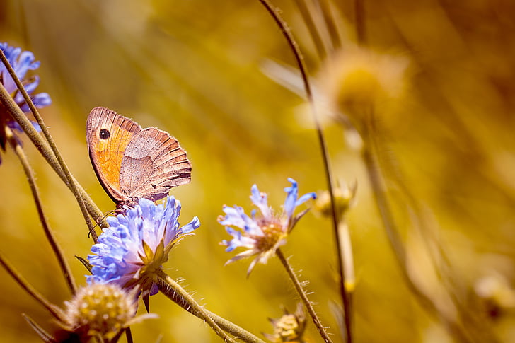 gray and orange butterfly perching on blue flowers