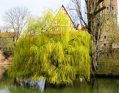 green leafed tree on body of water