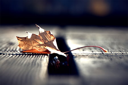 selective photo of brown maple leaf