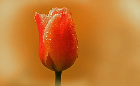 closeup photography of red tulips with water dews