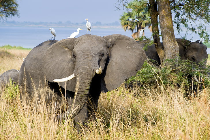 three white egrets perched on elephant back during daytime