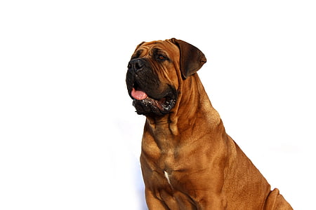 brown dog with white background