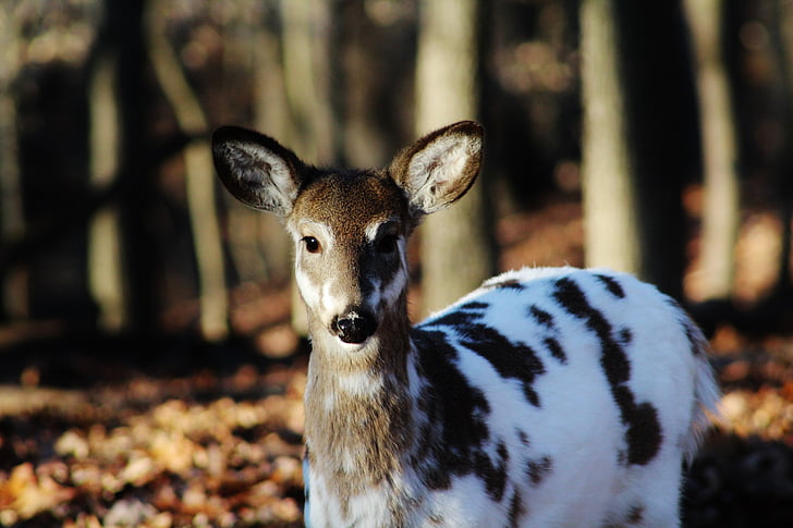 white and brown deer during daytime