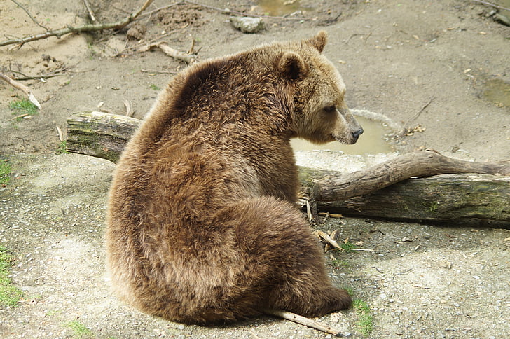 grizzly bear near wood log