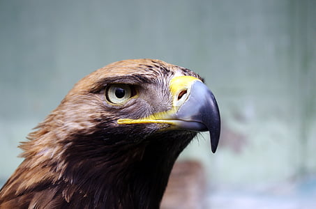 selective focus photography of brown eagle