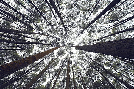 low angle photograph of trees