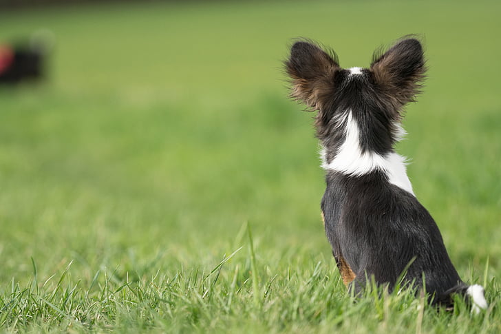 short-coated black and white puppy on grass field on selective focus photo