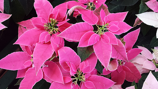 pink poinsettia flowers