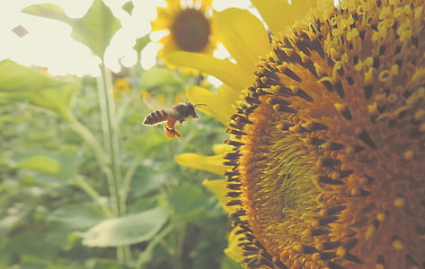 honeybee beside yellow Sunflower in closeup photography
