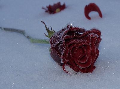 red rose covered with snow
