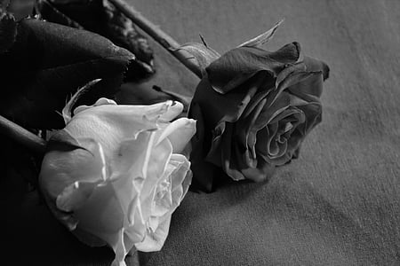 greyscale photography of two roses