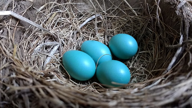 photo of four blue eggs on top of brown nest