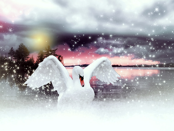 white swan on lake digital wallpaper