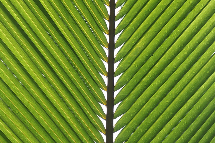 macro photography of palm tree leaves