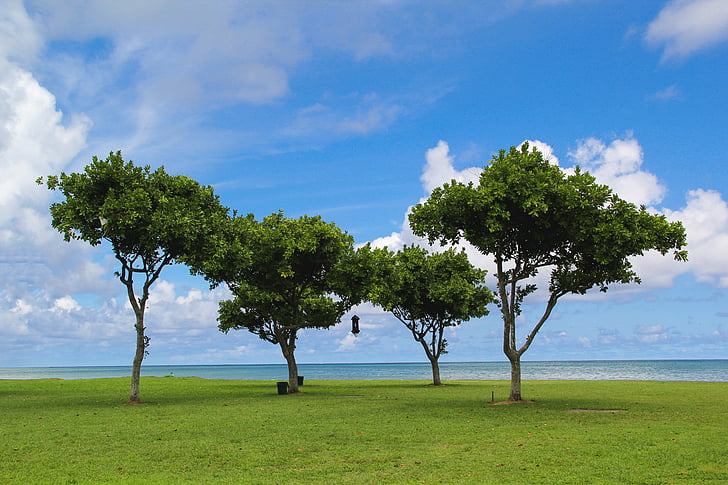 four green trees near seashore under blue sky during daytime
