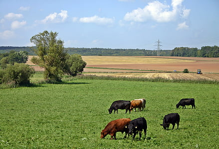 herd of cattle walking on green grass field during daytime