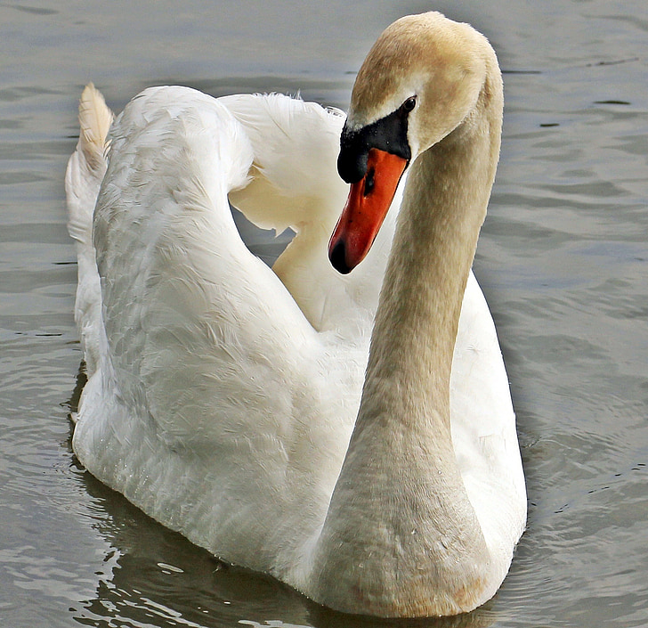 closeup photo of white swan