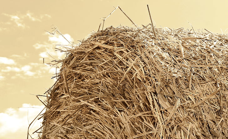 close up photography of hay