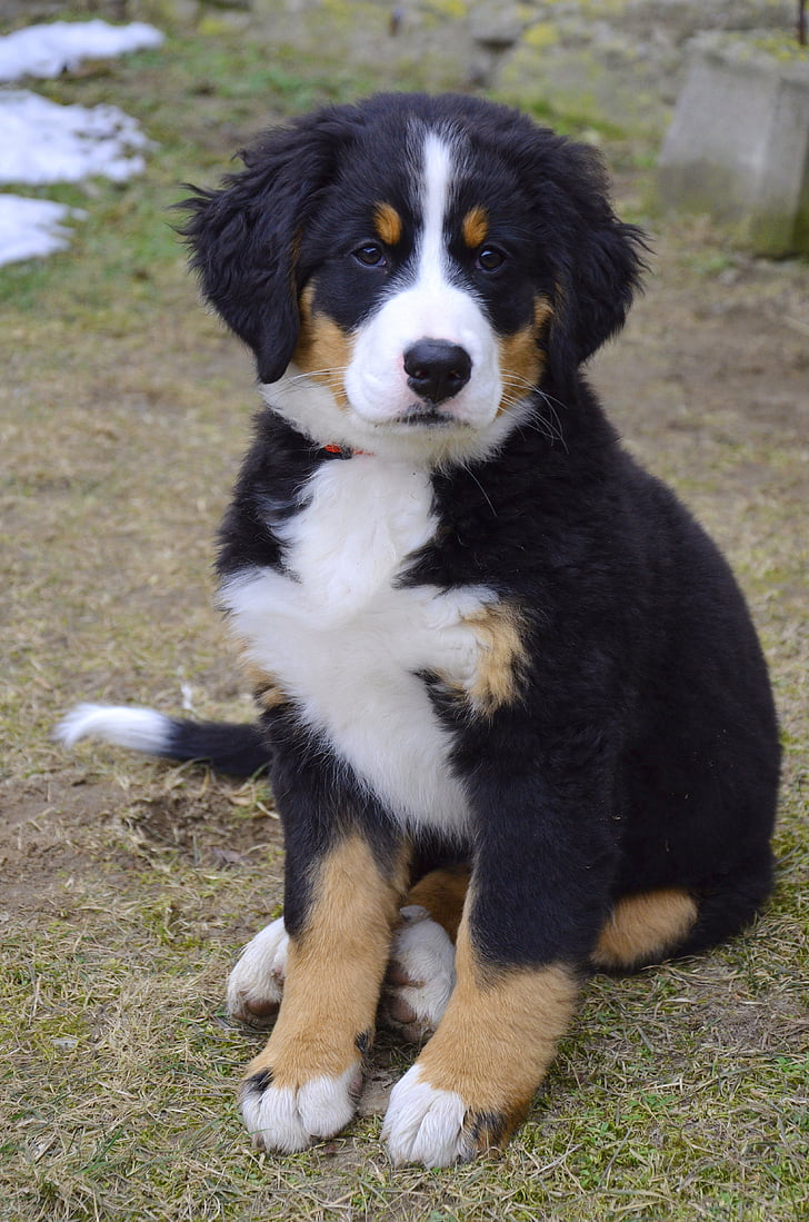 Bernese Mountain dog puppy sitting on the green grass field