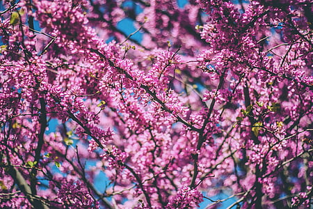macro shot photography of pink flowers during daytime