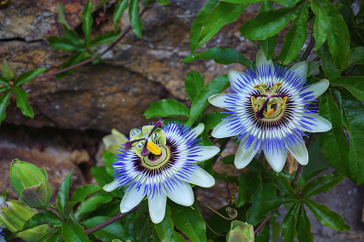 two blue flowers photography
