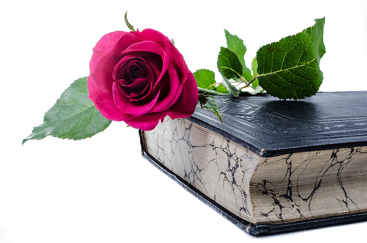 red rose flower on top of black hardbound book