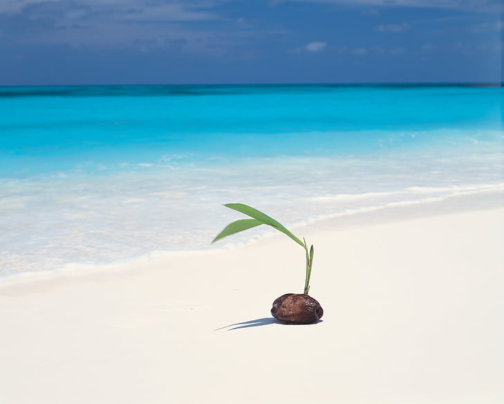 coconut seedlings near seashore