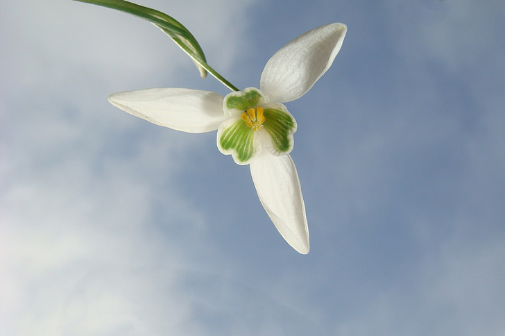 white snowdrop flower low-angle photography