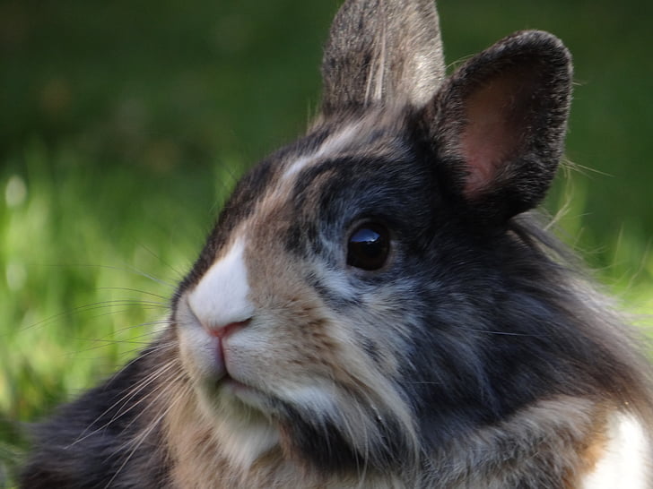 shallow focus photography of rabbit
