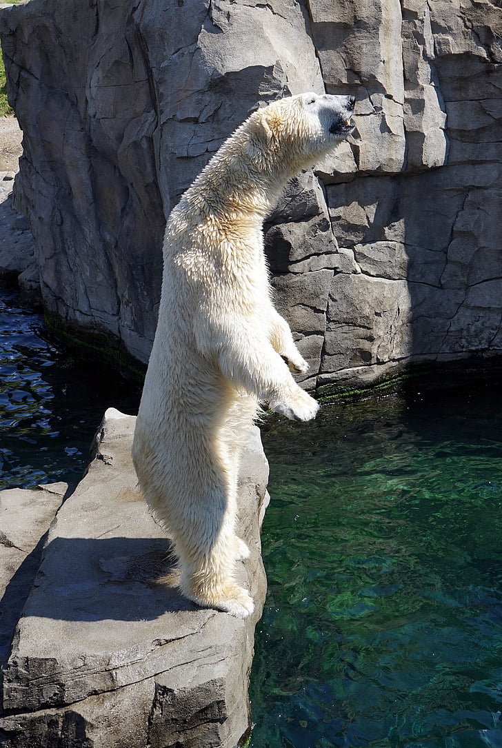 Polar bear standing on gray stone near body of water