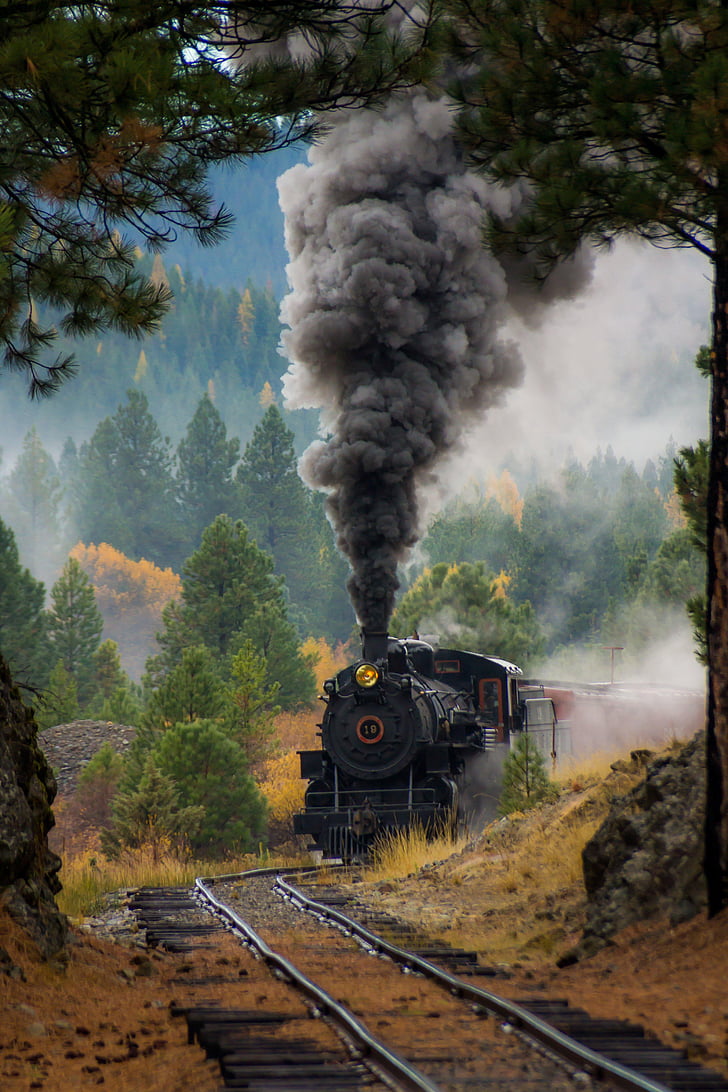 black train surrounded by trees