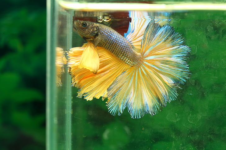 selective focus photography of gold and silver betta fish